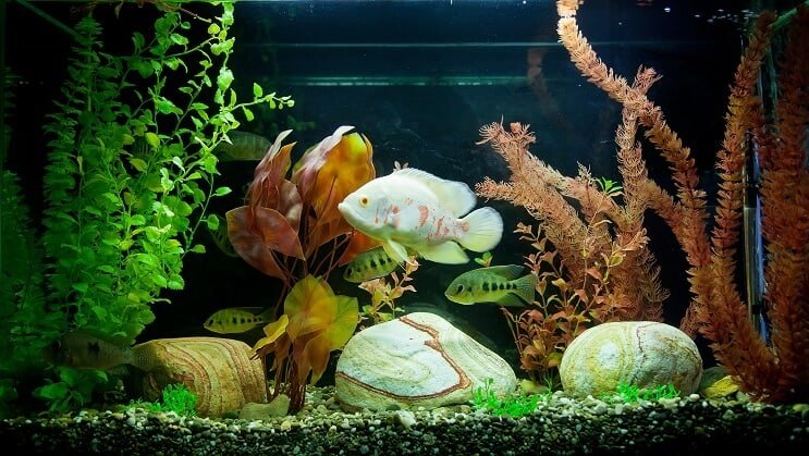 Tropický tank