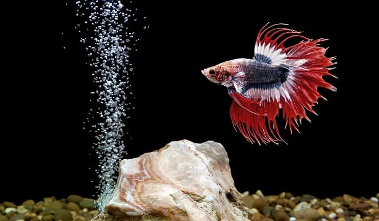 Betta ryby