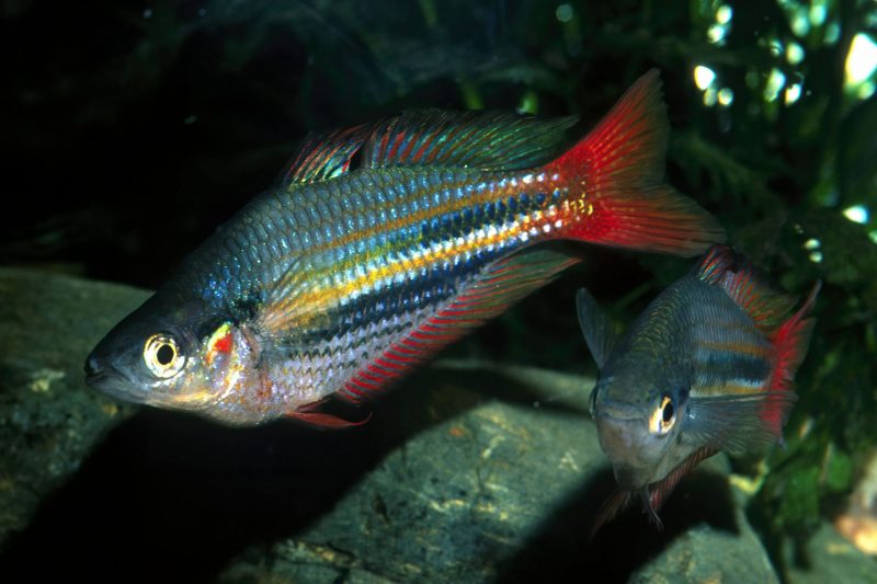 Rainbowfish