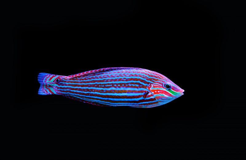 Rainbowfish