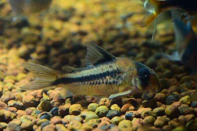 Corydorasský sumec