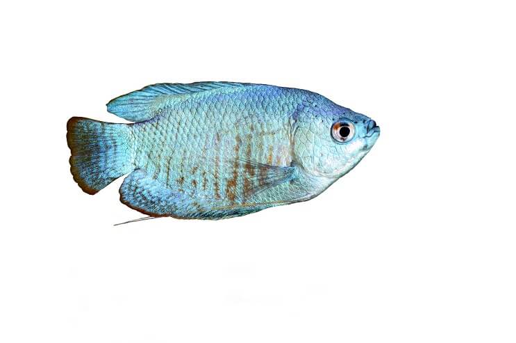 Prášková modrá gourami