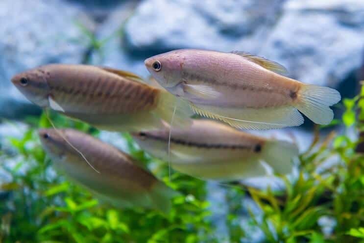 Gourami z hadej kože