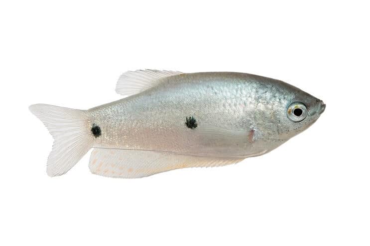 Tri škvrnité guramy