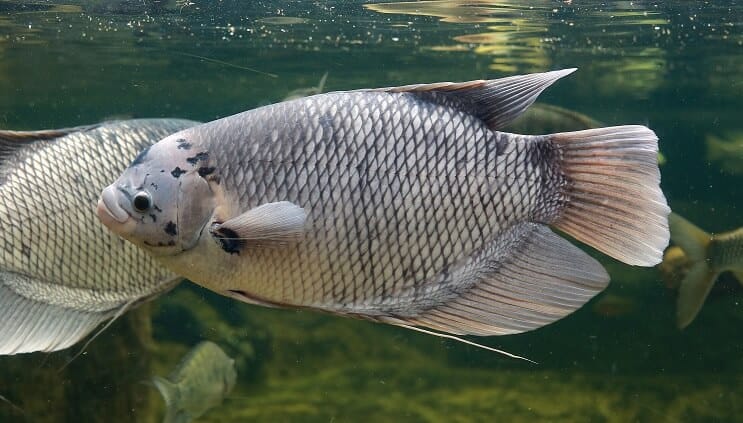 Gourami veľká