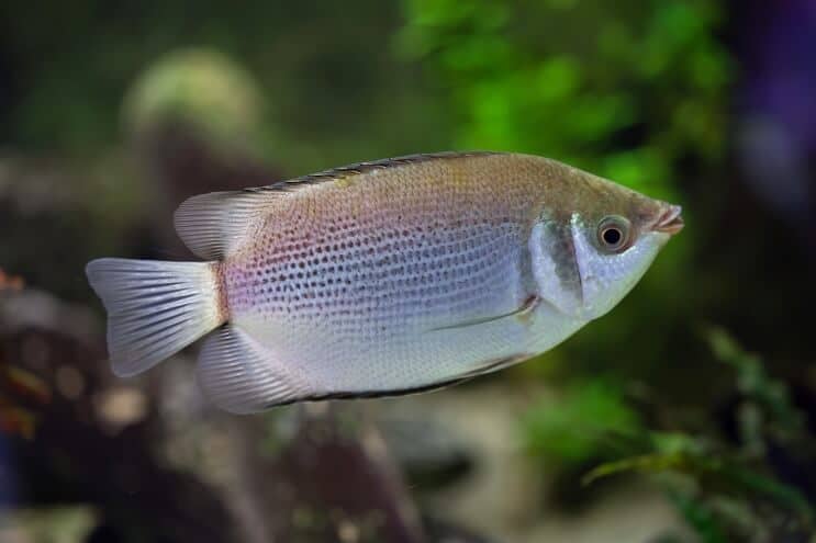 Bozkávanie Gourami