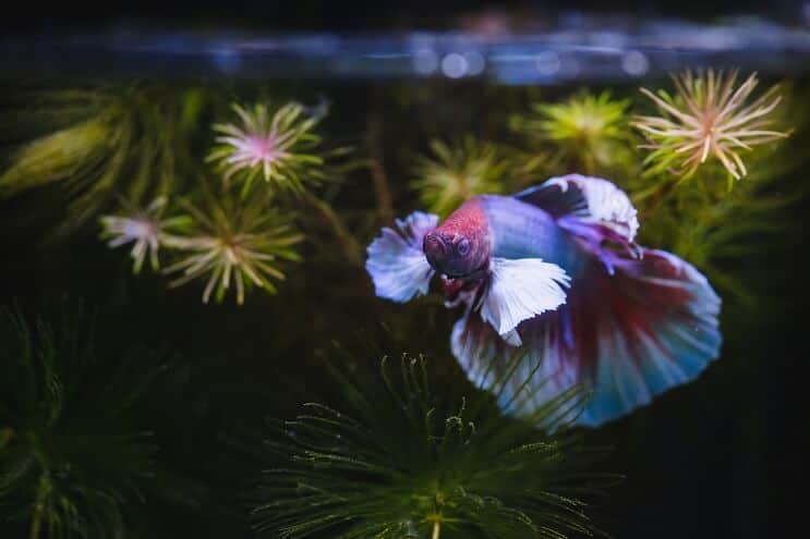 Betta ryby