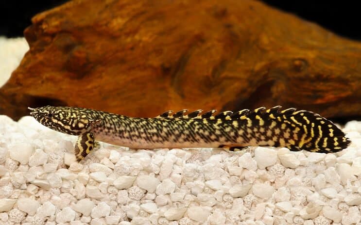 Ozdobený Bichir