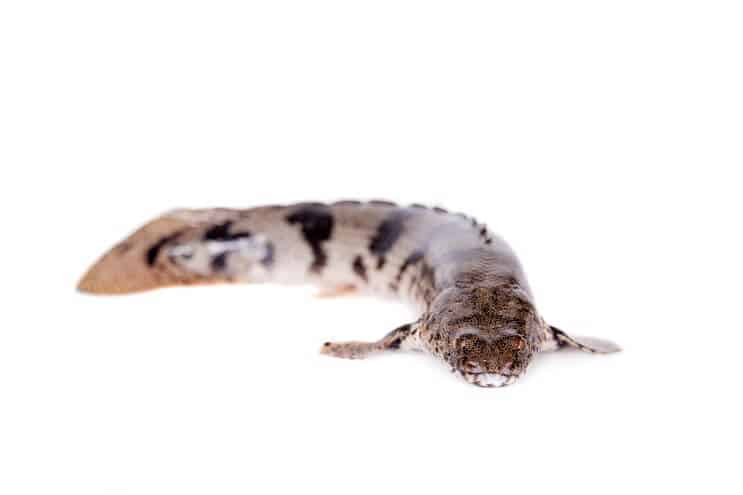 Osedlaný Bichir