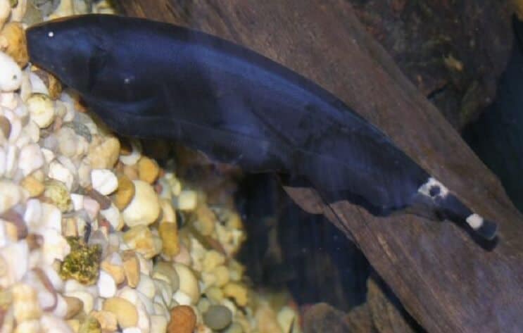 Black Ghost Knifefish On Substate