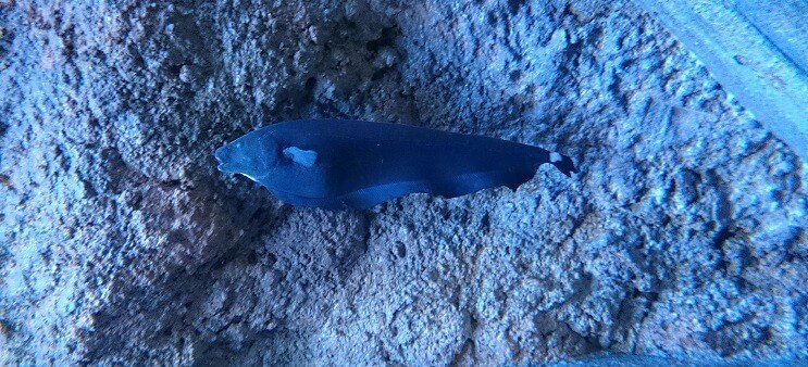 Ghost Knifefish Plávanie