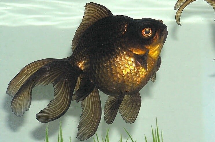 Vzhľad zlatých rybiek Black Moor