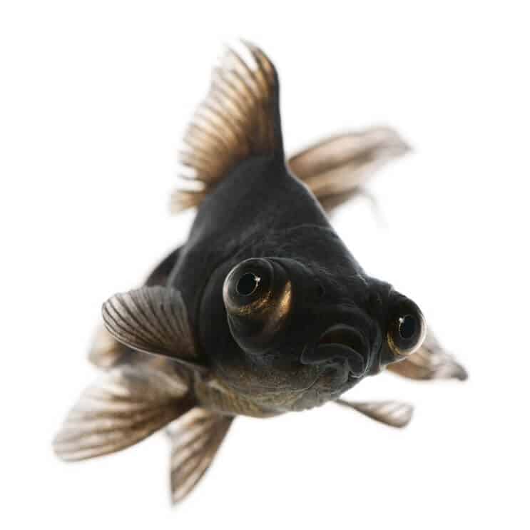 Starostlivosť o zlaté rybky Black Moor