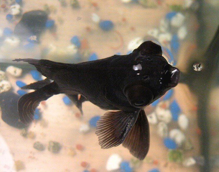 Black Moor Diet