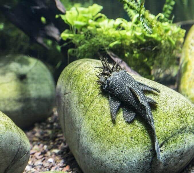 Pleco vzhľad Bristlenose