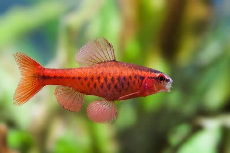 Cherry Barb