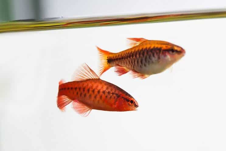 Vzhľad čerešňového Barb