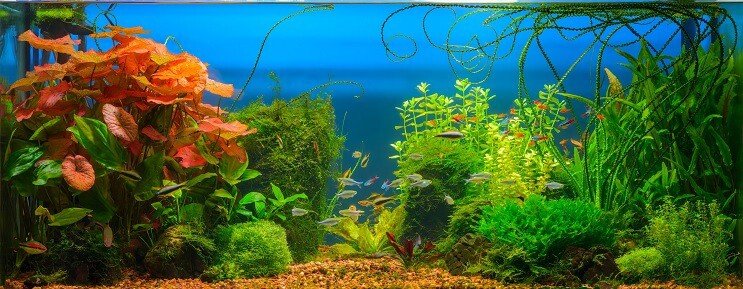 Kamaráti tanku Cherry Barb