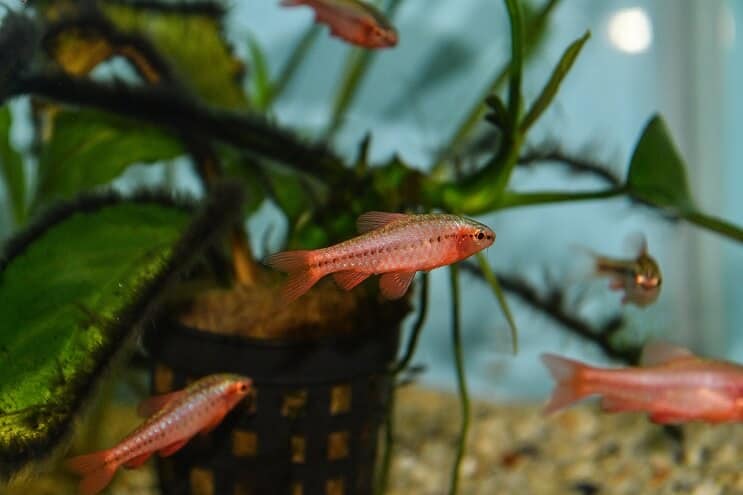 Cherry Barb pre mladistvých