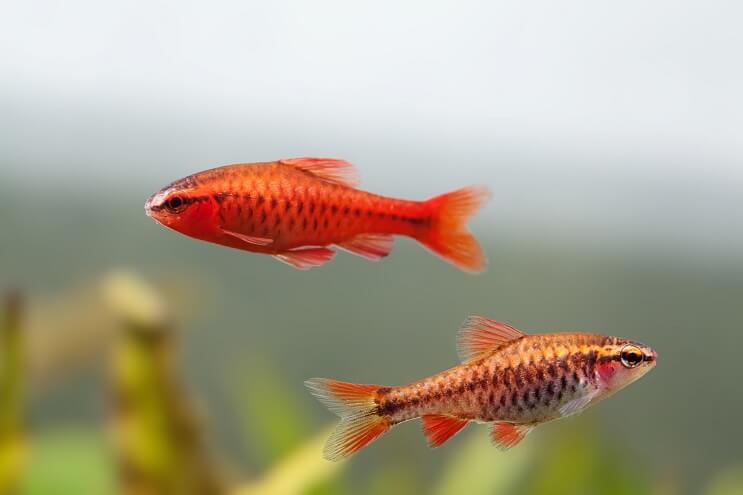 Muž a žena Cherry Barb