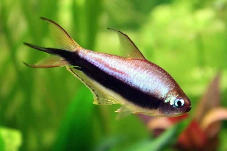 Cisár Tetra