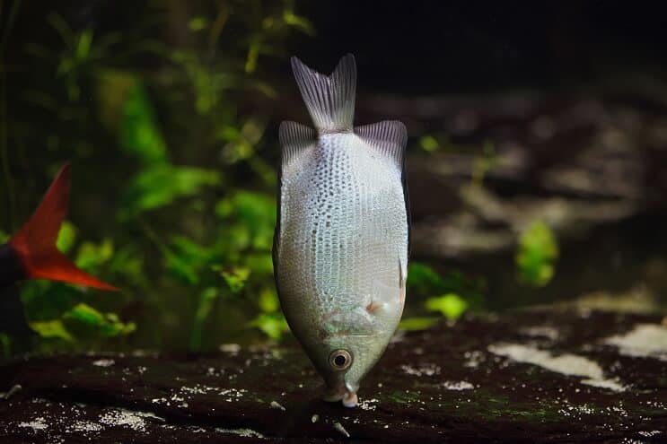 Bozkávanie Gourami Habitat