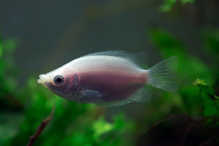 Bozkávanie kamarátov tanku gourami
