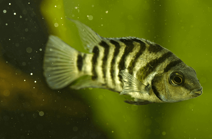 Zebra cichlíd