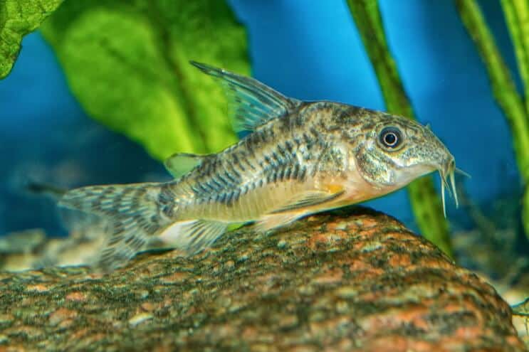 Cory Catfish vzhľad