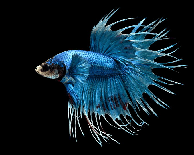Prehľad Bettas
