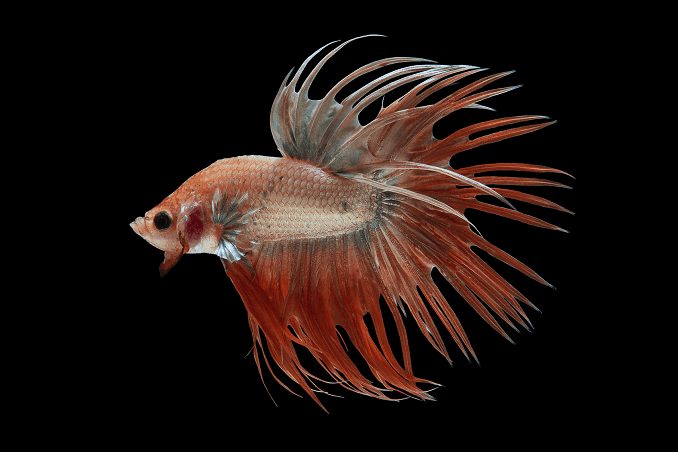 Chov Bettas