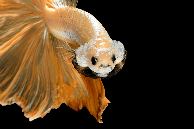 Crowntail Betta Vzhľad