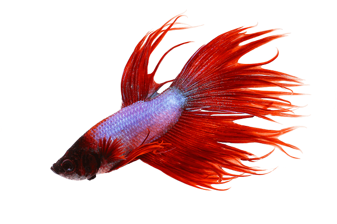Správanie Crowntail Betta