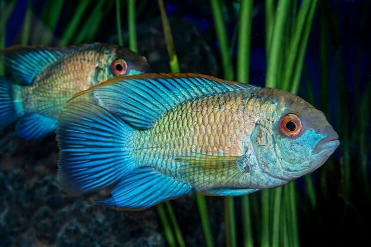 Vzhľad Electric Blue Acara