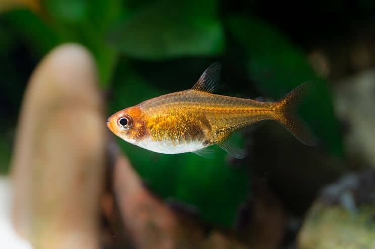 Ember Tetra Vzhľad