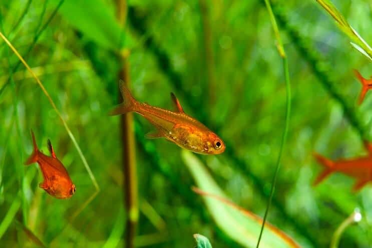 Ember Tetra plávanie