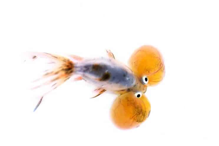 Bubble Eye zlaté rybky