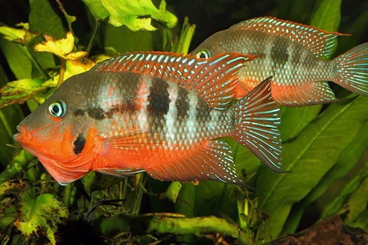 Cichlidka Firemouth mužská a ženská