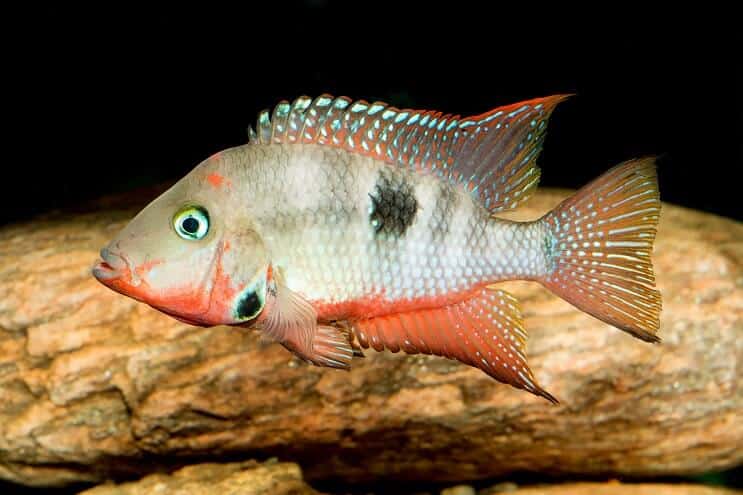 Cichlida Firemouth