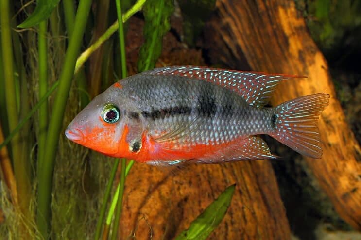 Cichlidka Firemouth plávanie