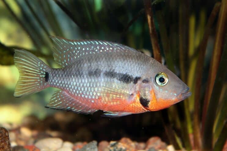 Kŕmenie cichlíd z Firemouth