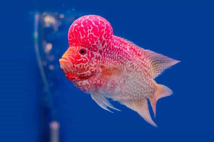 Prehľad cichlíd Flowerhorn