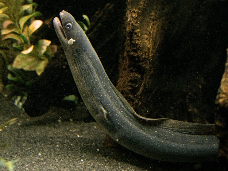 Moray úhor