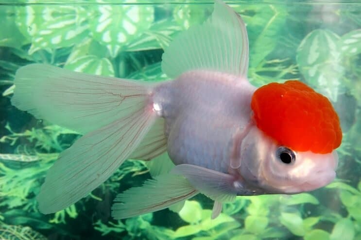 Zlatá rybka Oranda