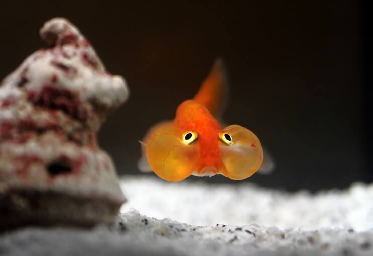 Bubble Eye zlaté rybky