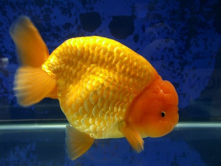 Ranchu zlatá rybka