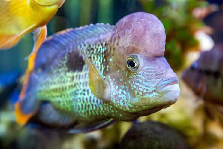 Vzhľad zeleného teroru