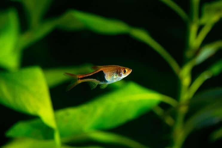 Harlekýn Rasbora