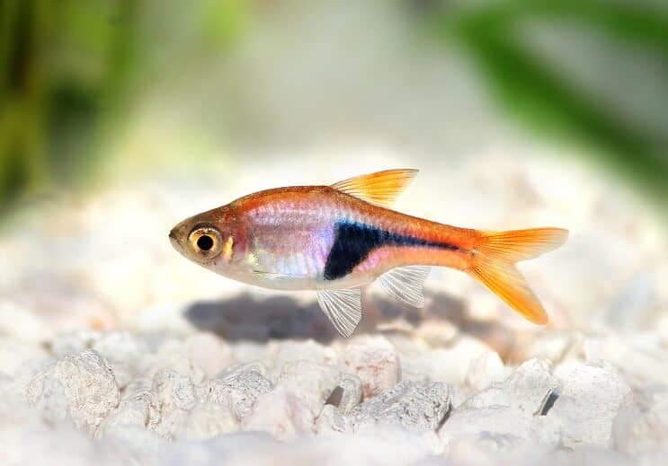 Harlekýn Rasbora Vzhľad