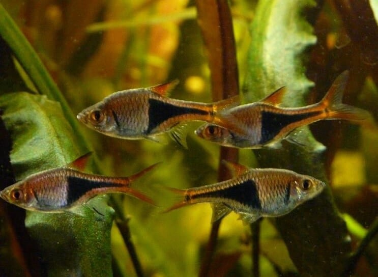 Podmienky nádrže Harlequin Rasbora